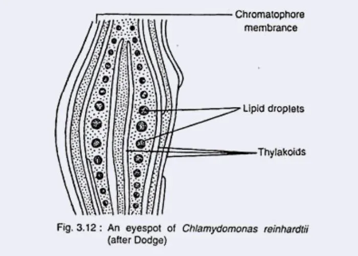 Cellular Structure of Algae – eyespot