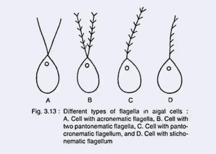 Cellular Structure of Algae – flagella | Image Source: Biologydiscuss
