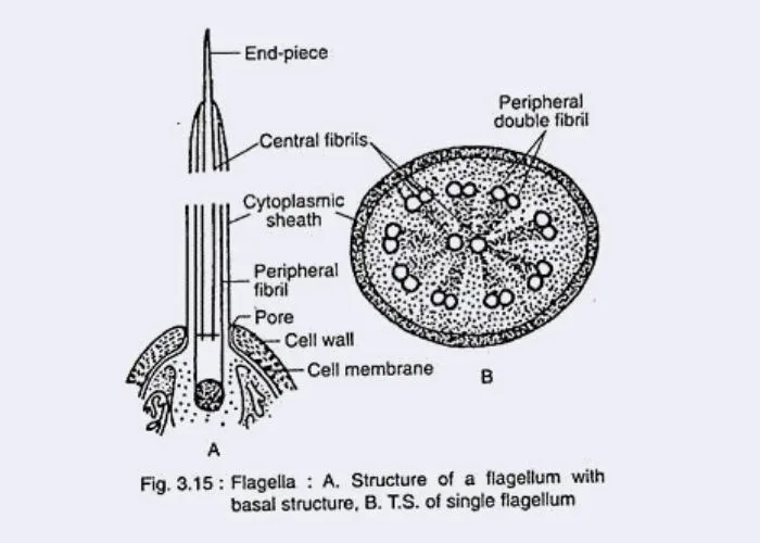 Cellular Structure of Algae – flagella Structure