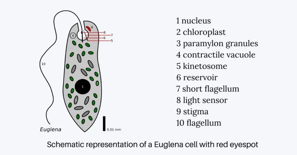 Eyespot Structure