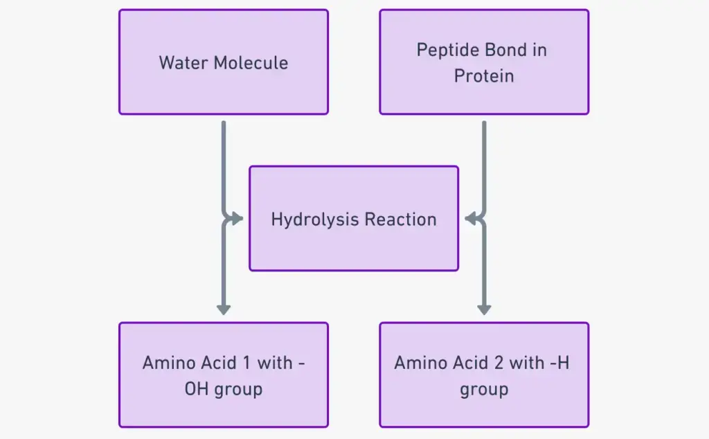 Hydrolysis of a peptide bond