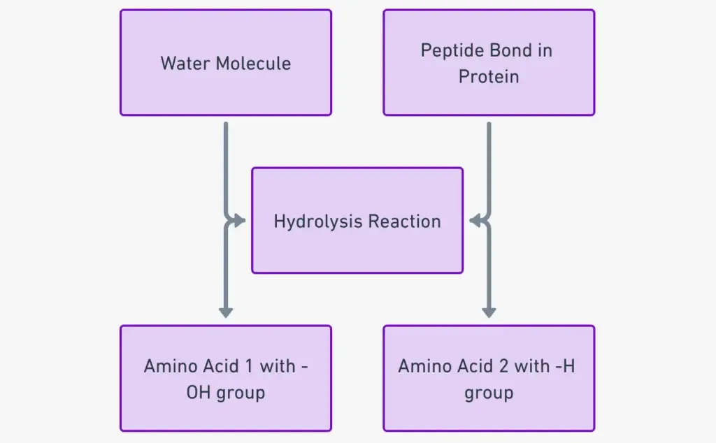 Hydrolysis of a peptide bond