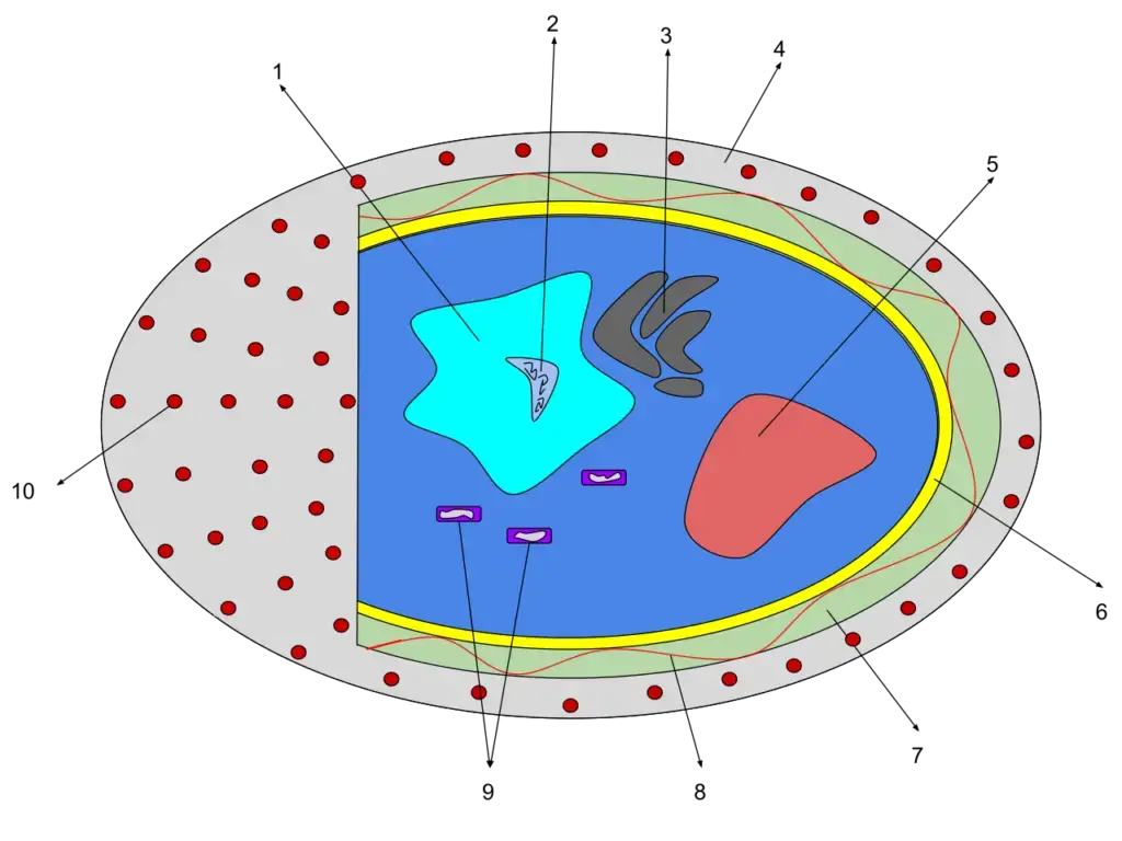 Diatom Anatomy