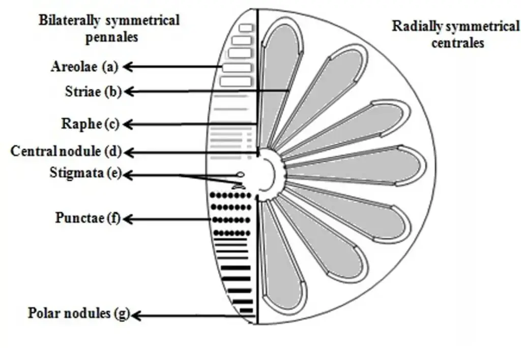 Intricate structures of the diatom