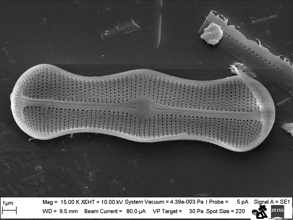 Diatom Surirella spiralis (Nicola Angeli/MUSE, CC BY-SA 3.0, via Wikimedia Commons)
