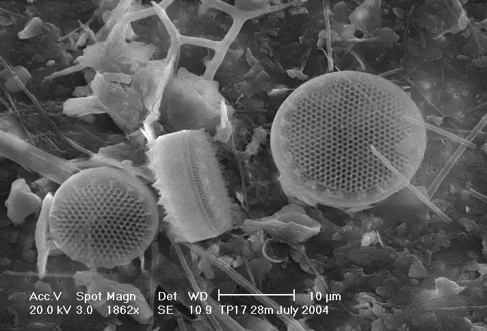 Diatoms Thalassiosira sp. on a membrane filter, pore size 0.4 μm. (Kostas Tsobanoglou, CC BY-SA 4.0, via Wikimedia Commons)
