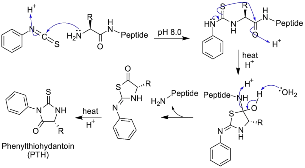Hydrolysis of a peptide bond 
