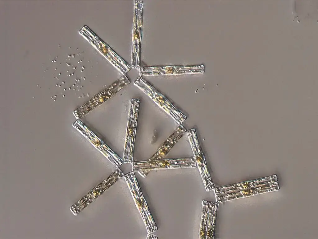 Tabellaria is a genus of freshwater diatoms, cuboid in shape with frustules (siliceous cell walls) attached at the corners so the colonies assume a zigzag shape.
