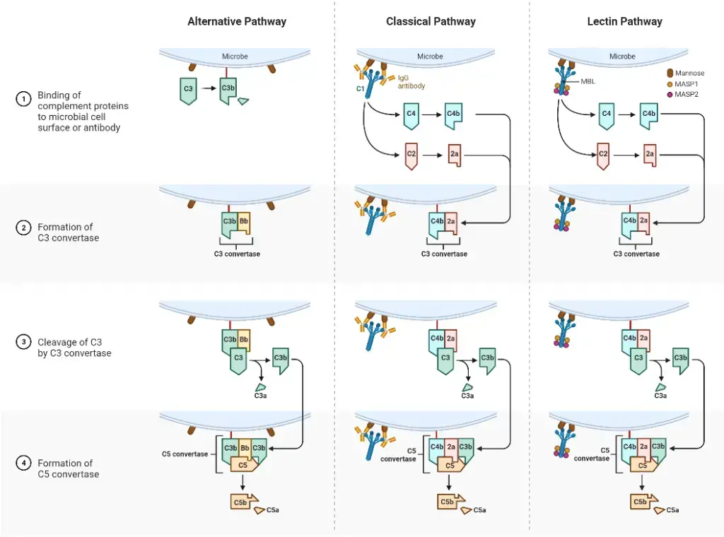 The Complement Pathway 