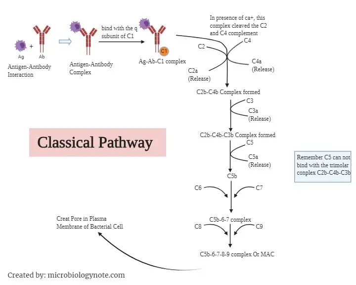 The Classical Pathway