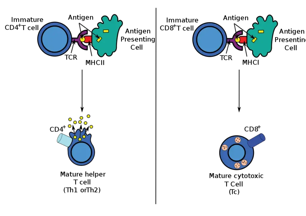 Antigen presentation stimulates T cells to become either “cytotoxic” CD8+ cells or “helper” CD4+ cells.