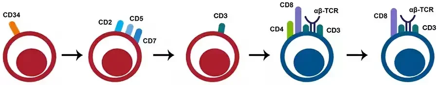 Developmental stages of CD8+ T cells : T- cells originate during lymphopoiesis from CD34+ hematopoietic stem cells that gain CD2, CD5, and CD7 markers prior to leaving the bone marrow. These cells express CD3 in the thymus, following which they gain CD4+ and CD8+ (DP state). They are subsequently subjected to positive and negative clonal selection in order to release CD8+ T- cells into circulation