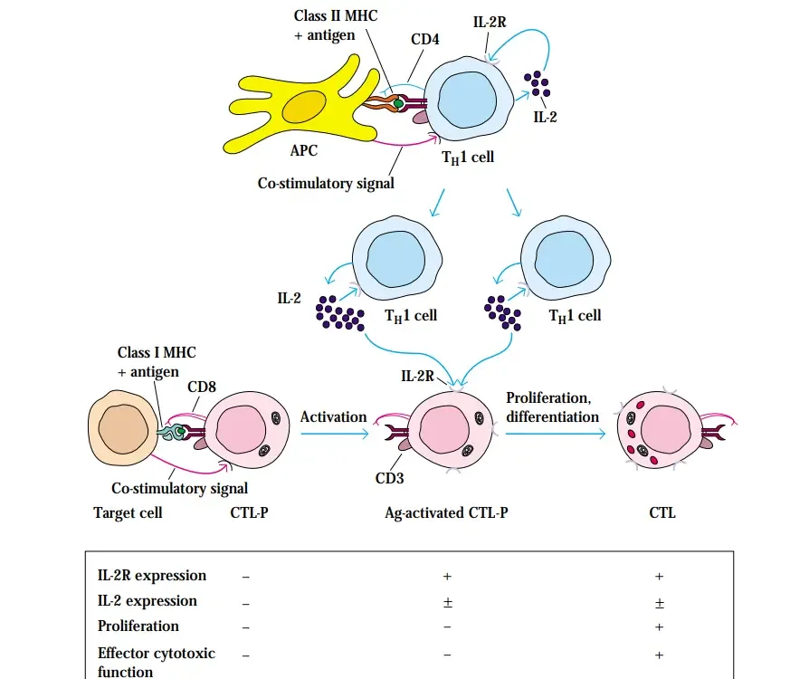Generation of effector CTLs. – Upon interaction with antigen–class I MHC complexes on appropriate target cells, CTL-Ps begin to express IL-2 receptors (IL-2R) and lesser amounts of IL-2. Proliferation and differentiation of antigen-activated CTL-Ps generally require additional IL-2 secreted by TH1 cells resulting from antigen activation and proliferation of CD4+ T cells. In the subsequent effector phase, CTLs destroy specific target cells.
