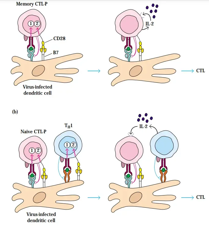 Proliferation of memory CTL-Ps may not require help from TH cells. (a) Antigen-activated memory CTL-Ps appear to secrete sufficient IL-2 to stimulate their own proliferation and differentiation into effector CTLs. They also may not require the CD28-B7 co-stimulatory signal for activation. (b) A TH cell may provide the IL-2 necessary for proliferation of an antigen-activated naive CTL-P when it binds to the same APC as the CTL-P. Also, TH cells may alter the behavior of APCs in a number of ways, such as increasing the display of co-stimulatory molecules by the APC

