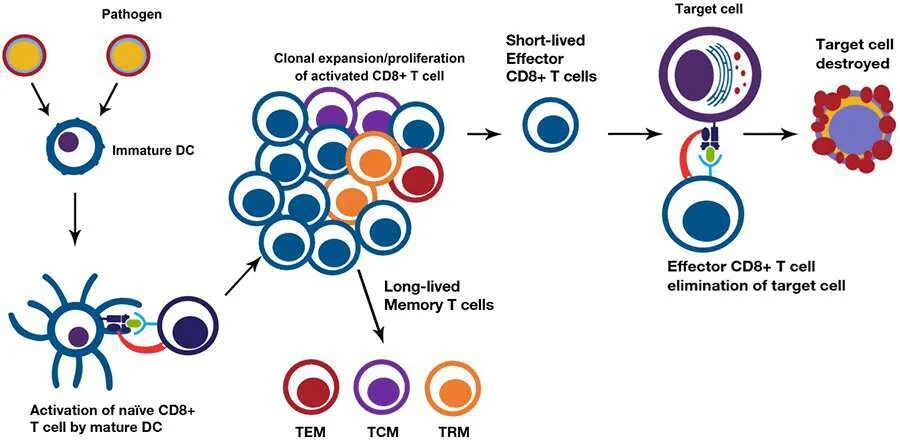 CD8+ T cell activation and differentiation: An antigen-presenting cell activates a CD8+ T cell, resulting in the clonal growth of antigen-specific CD8+ T cells, which then develop into effector or memory cell phenotypes. Virus-infected host cells are eliminated by effector CD8+ T lymphocytes. TRM represents tissue-resident memory T cells; TCM represents central memory T cells; and TEM represents effector memory T cells. | Image credit: www.thermofisher.com
