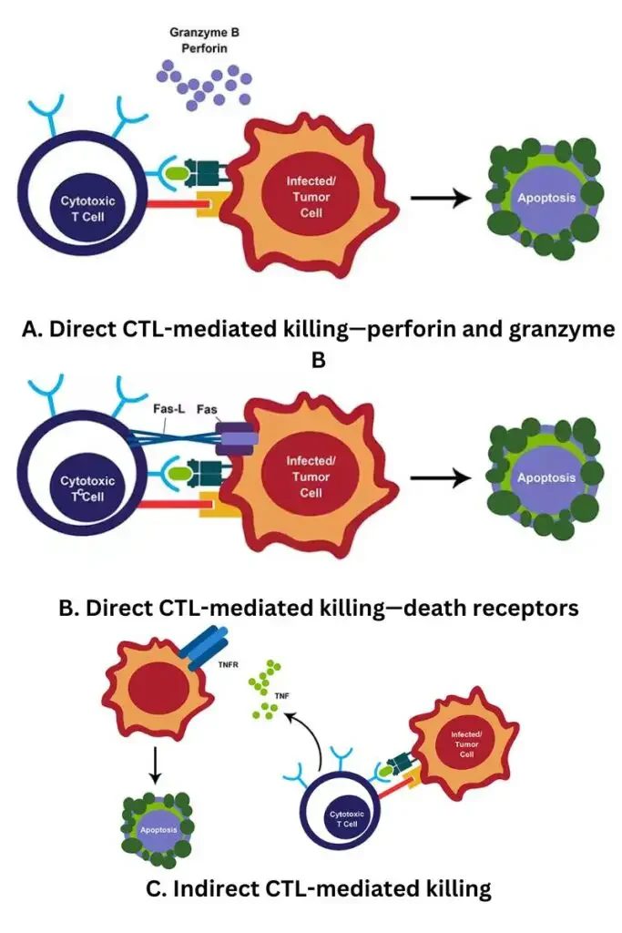 CD8+ T cell mediated target cell killing – CD8+ T cells (also known as cytotoxic T lymphocytes or CTLs) act by directly or indirectly eliminating contaminated or malignant cells. Direct CTL-mediated death necessitates cell–cell interaction and typically involves the production of cytolytic enzymes such as granzyme B. Perforin, which is secreted by CTL, creates gaps in the membrane of an adjacent target cell, allowing the passive inward diffusion of granzyme B, which eventually induces apoptosis in the target cell. (B) Direct apoptosis of tumour cells may also result through a contact between the Fas ligand (Fas-L) released by CTL and its receptor Fas, which is expressed by the target cell. Fas/Fas-L ligation induces apoptosis in target cells via a caspase-dependent mechanism. CTLs can also elicit indirect or “bystander” tumour cell death by secreting cytokines that function at a distance in addition to their direct killing capabilities. For instance, TNF release can promote death in nearby tumour cells that express the TNF receptor. | Image credit: www.thermofisher.com
