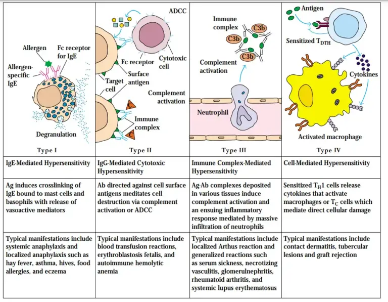 Hypersensitivity - Definition, Types, Mechanisms, Examples - Biology ...