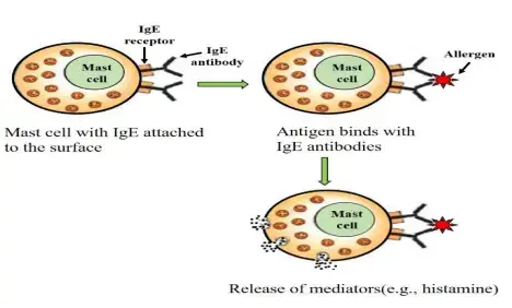 Type I hypersensitivity
