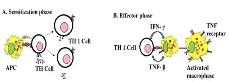 Type – IV Hypersensitivity
