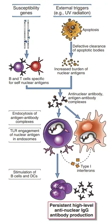 A model for the pathogenesis of systemic lupus erythematosus (SLE).
