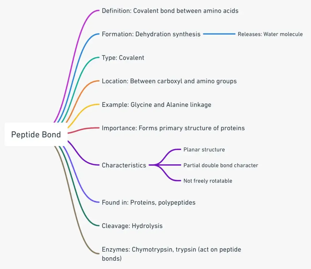 peptide bond mindmap
