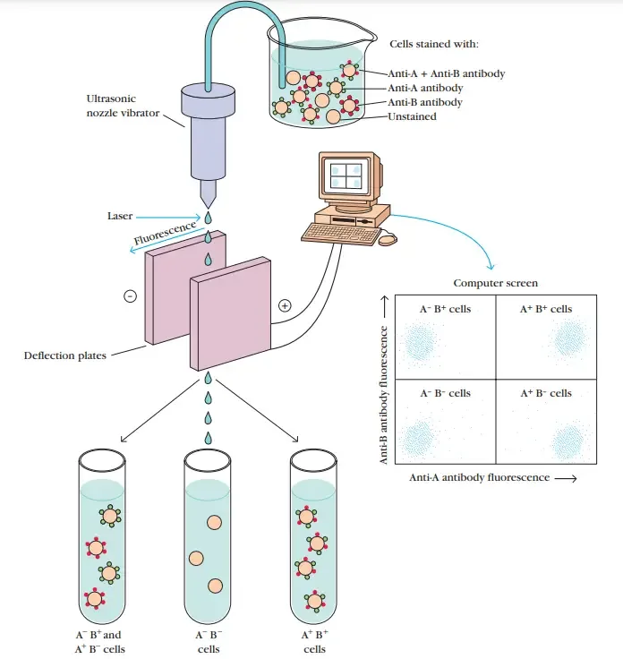 Flow cytometry Process
