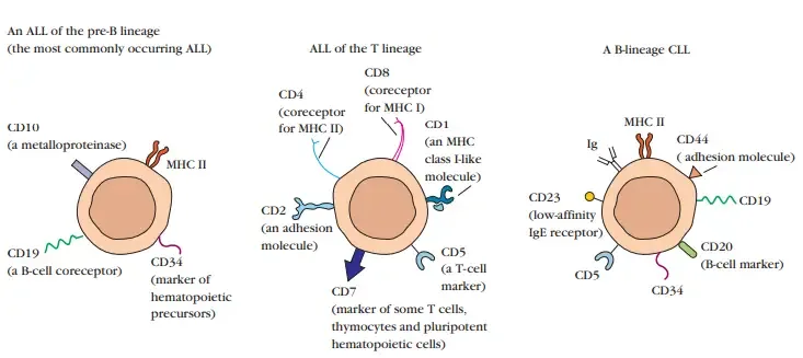 Flow Cytometry and Leukemia Typing
