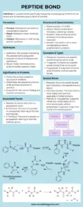 Peptide Bond Infographic