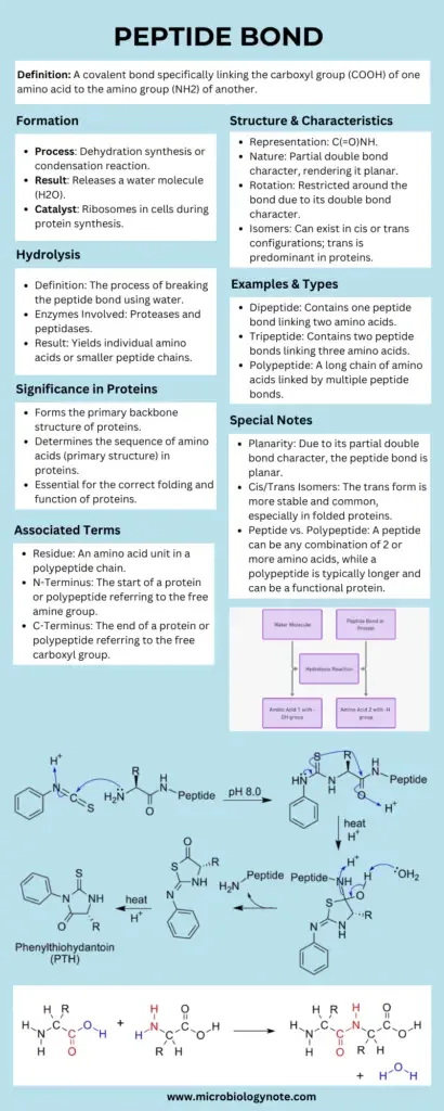 Peptide Bond Infographic