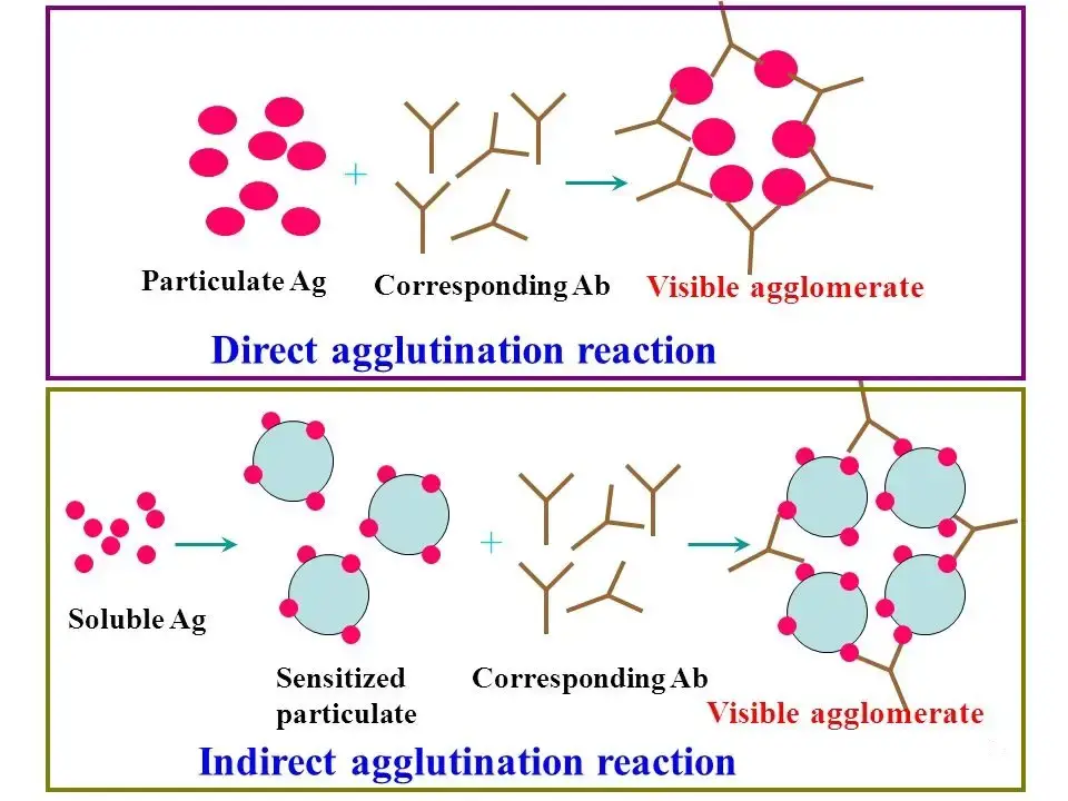 Agglutination test
