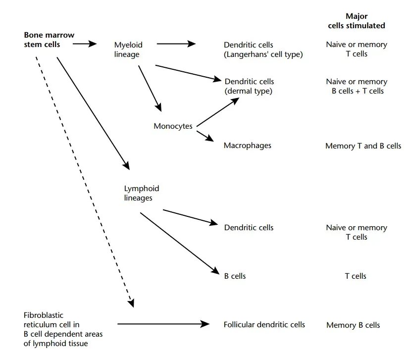 Antigen Presenting Cells (APCs) - Definition, Types, Mechanism 2 Comparison of different specialist antigen-presenting cells and the cells with which they interact