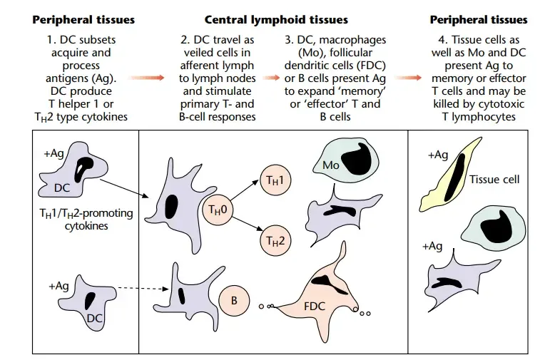 Antigen Presenting Cells (APCs) - Definition, Types, Mechanism 3 Antigen presentation in immune responses.