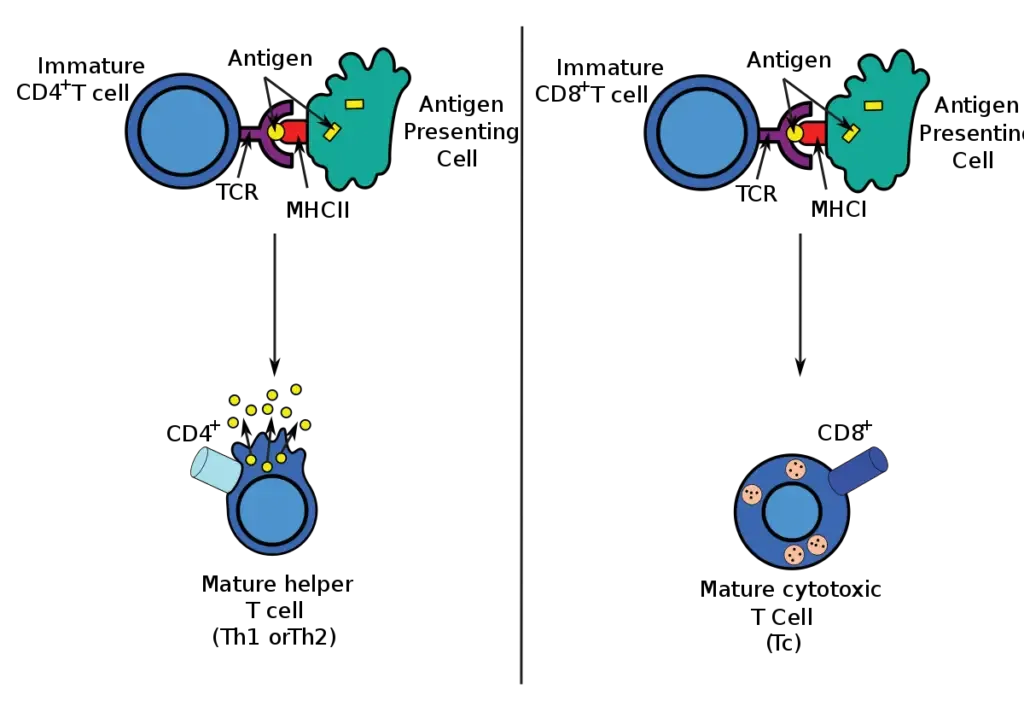 Antigen Presenting Cells (APCs) - Definition, Types, Mechanism 4 Antigen presentation