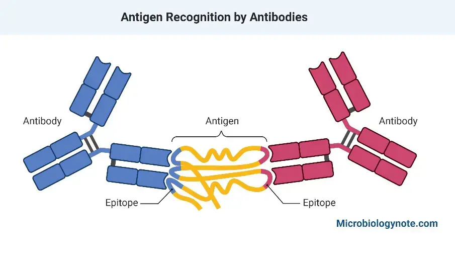 Antigen-antibody Complex
