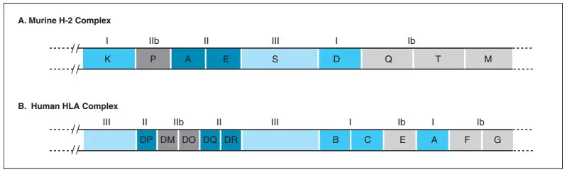 MHC Genes - H-2 Complex and HLA Complex - Biology Notes Online