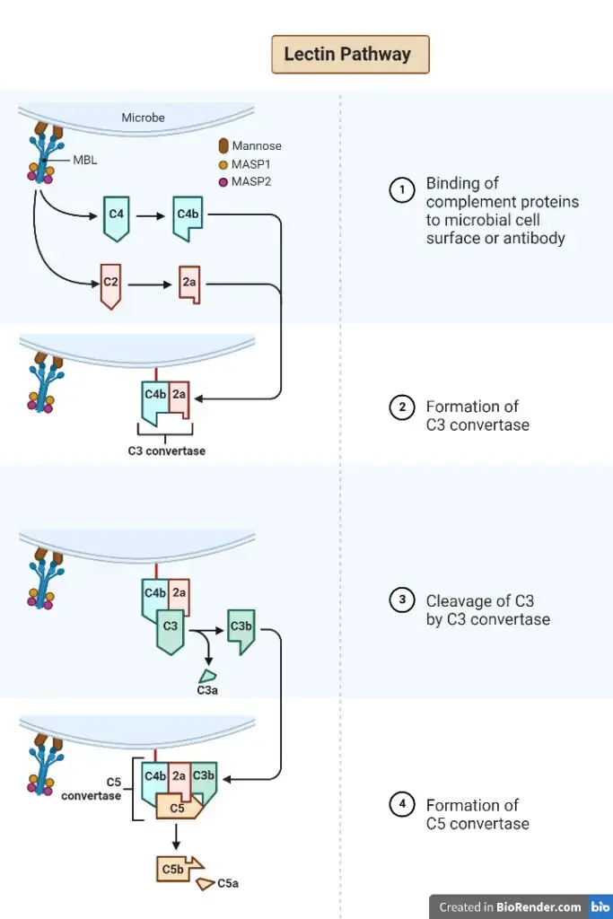 Lectin Pathway of the Complement System - Biology Notes Online