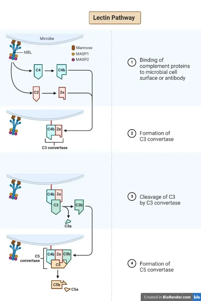 Lectin Pathway of Complement Activation
