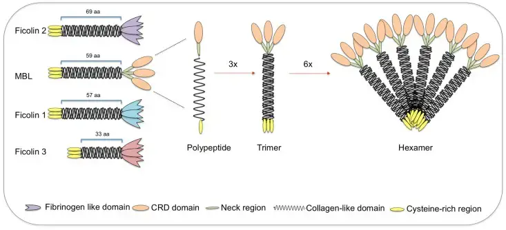 Lectin Pathway of the Complement System - Biology Notes Online