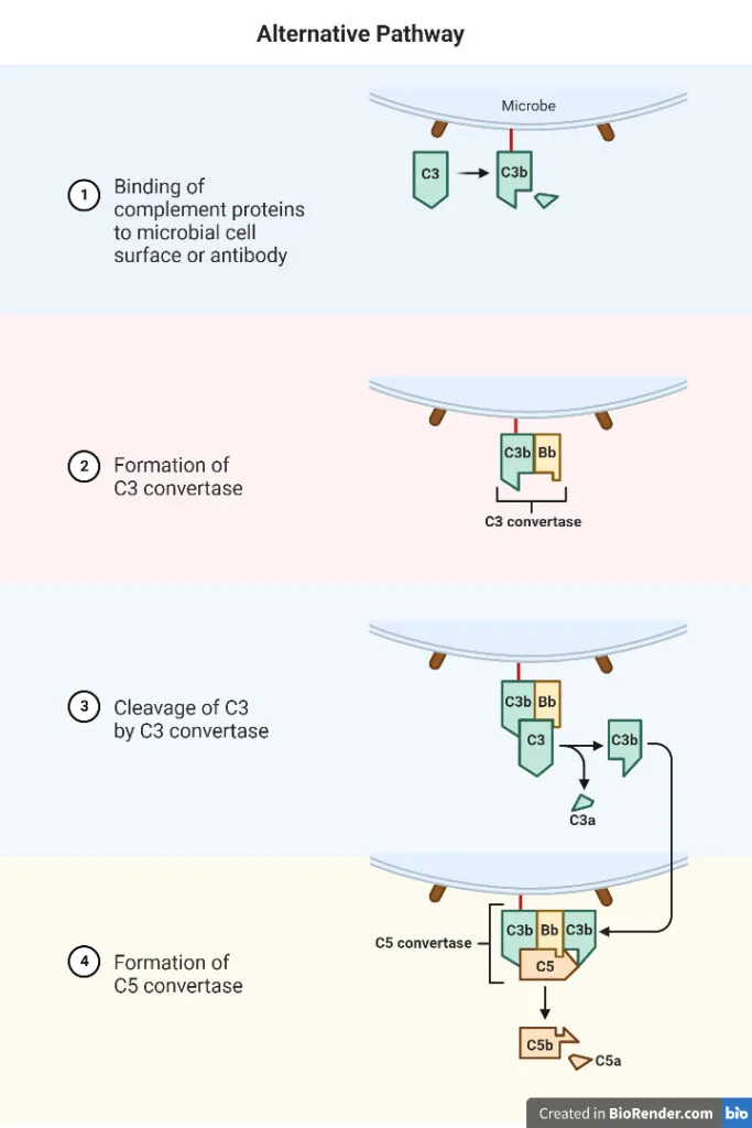 Alternative Pathway of Complement Activation

