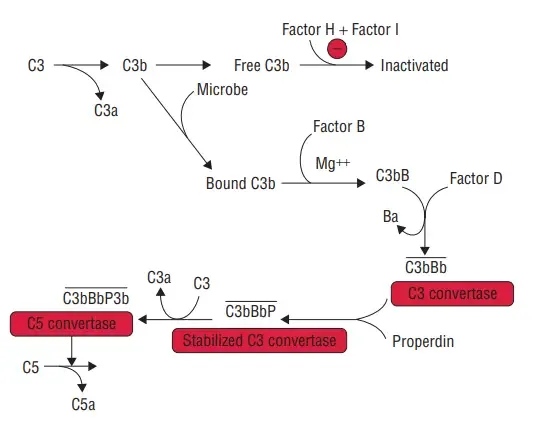 Steps of activation of alternative pathway

