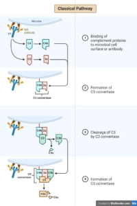 Classical Pathway of Complement Activation - Biology Notes Online