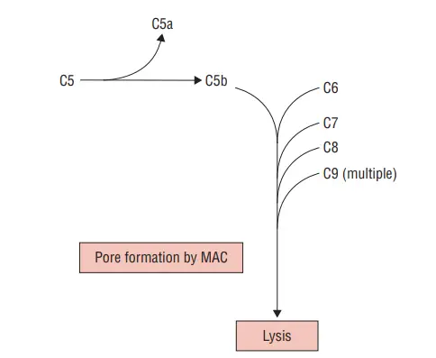 Classical Pathway of Complement Activation - Biology Notes Online