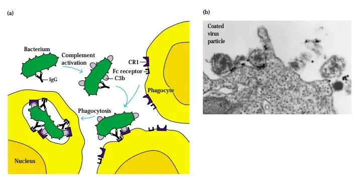 (a) Schematic representation of the roles of C3b and antibody in opsonization. (b) Electron micrograph of EpsteinBarr virus coated with antibody and C3b and bound to the Fc and C3b receptor (CR1) on a B lymphocyte. [Part (b) from N. R. Cooper and G. R. Nemerow, 1986, in Immunobiology of the Complement System, Academic Press.
