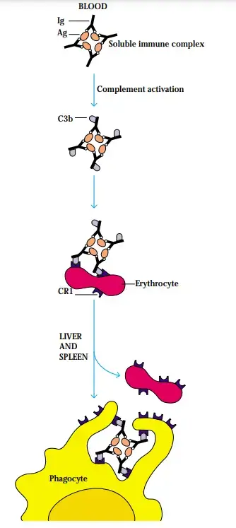 Clearance of circulating immune complexes by reaction with receptors for complement products on erythrocytes and removal of these complexes by receptors on macrophages in the liver and spleen. Because erythrocytes have fewer receptors than macrophages, the latter can strip the complexes from the erythrocytes as they pass through the liver or spleen. Deficiency in this process can lead to renal damage due to accumulation of immune complexes.
