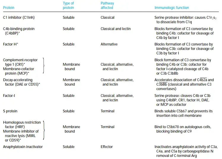 Proteins that regulate the complement system
