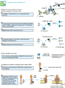 Biological Consequences of Complement Activation - Biology Notes Online