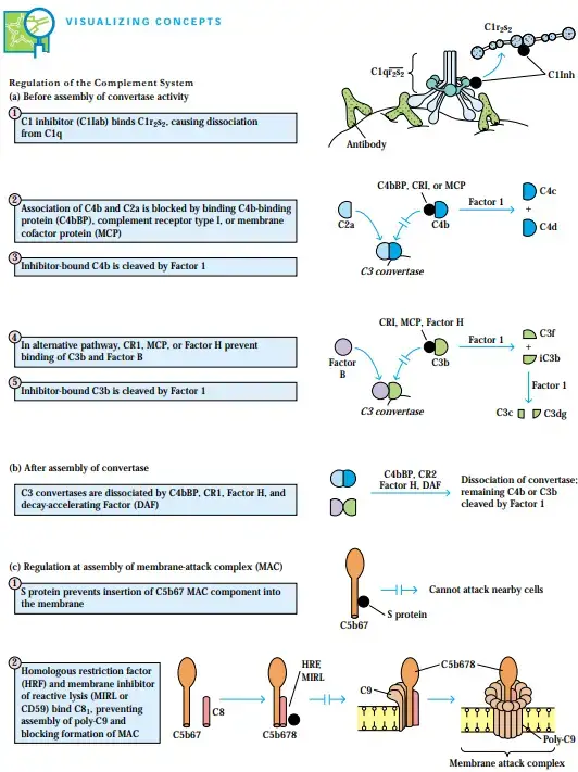 Regulation of the Complement System
