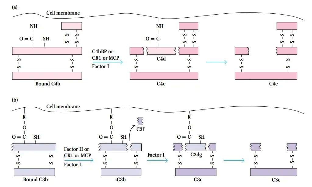 The inactivation of bound C4b and C3b by complement regulatory proteins. In the conventional pathway, C4bBP (C4b-binding protein), CR1 (complement receptor type 1), and MCP (membrane cofactor protein) bind to C4b and serve as cofactors for factor I-mediated cleavage of C4b. b) In the alternative pathway, factor H, CR1, or MCP bind to Ccb and function as cofactors for the factor I-mediated cleavage of C4b. Free diffusible fragments are depicted in dark tones, while membrane-bound fragments are displayed in light tones.
