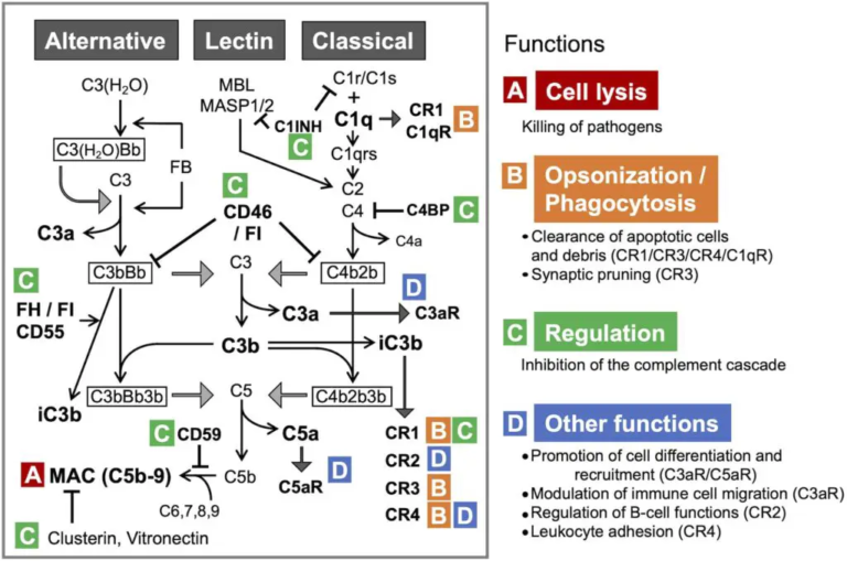 Complement System - Definition, Activation, Effects, Regulation ...