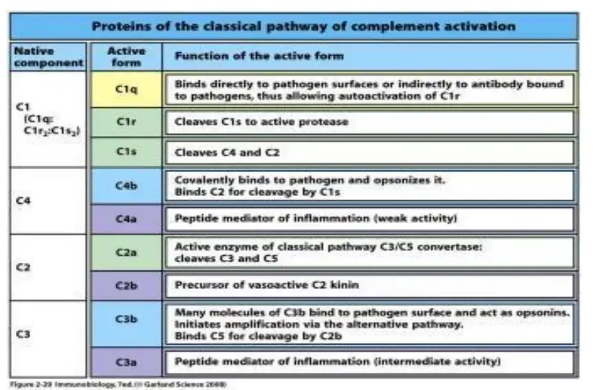 Proteins of Classical Pathway
